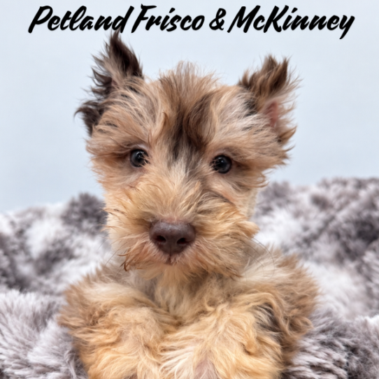[#2695-03] Chocolate Merle M Miniature Schnauzer Puppies for Sale