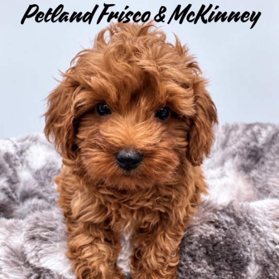 [#2693-02] Red M Cavapoo F1B Puppies for Sale