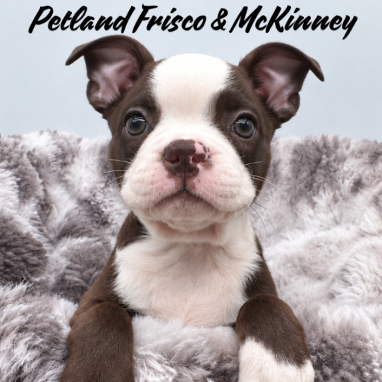 [#262133-02] Seal / White M Boston Terrier Puppies for Sale