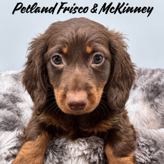 [#261928-01] Brown / Tan M Dachshund Puppies for Sale