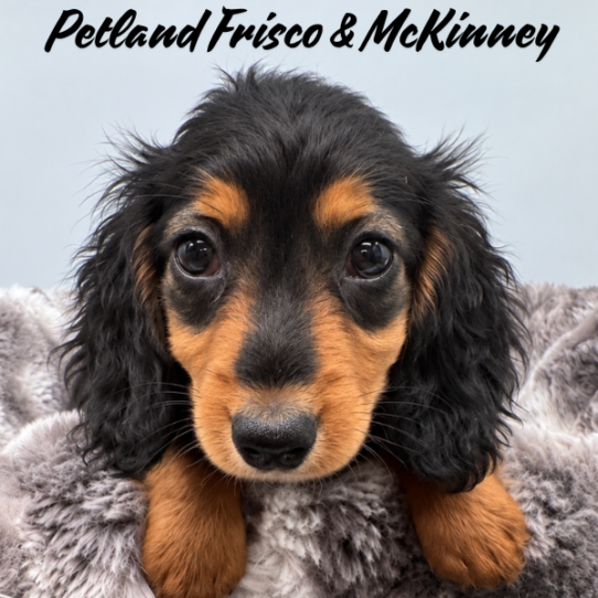 [#261903-04] Black / Tan F Dachshund Puppies for Sale