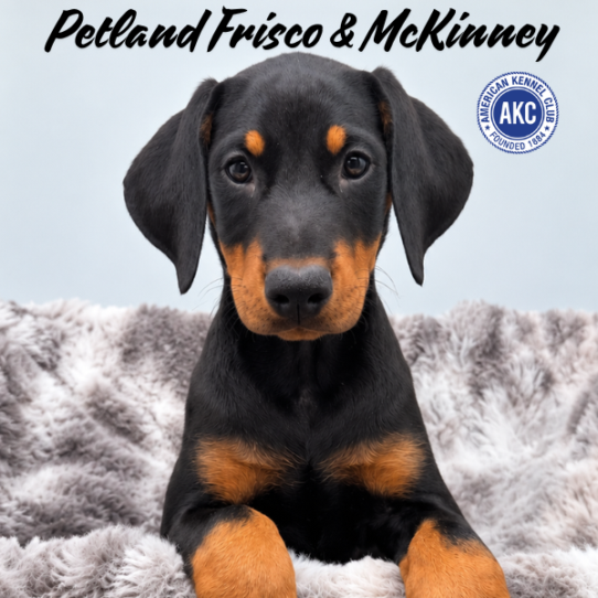 [#262027-07] Black / Rust F Doberman Pinscher Puppies for Sale
