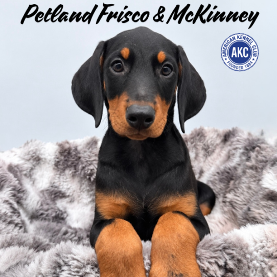 [#262027-02] Black / Rust M Doberman Pinscher Puppies for Sale