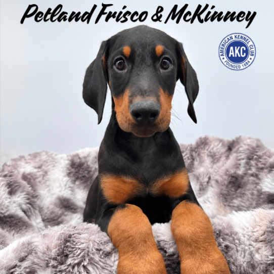 [#262027-01] Black / Rust M Doberman Pinscher Puppies for Sale