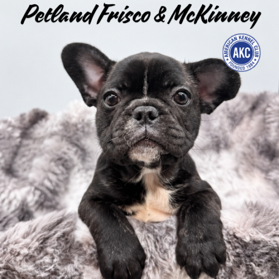 [#262132-01] Brindle F French Bulldog Puppies for Sale