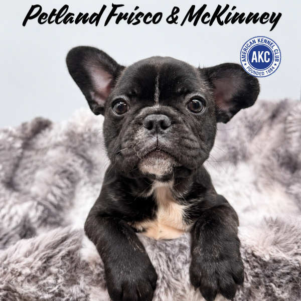 French Bulldog in Aubrey, TX