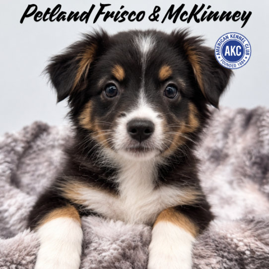 [#261724-06] Tri-Colored F Miniature American Shepherd Puppies for Sale