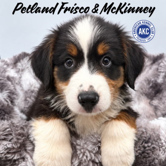 [#261923-04] Tri-Colored M Miniature American Shepherd Puppies for Sale