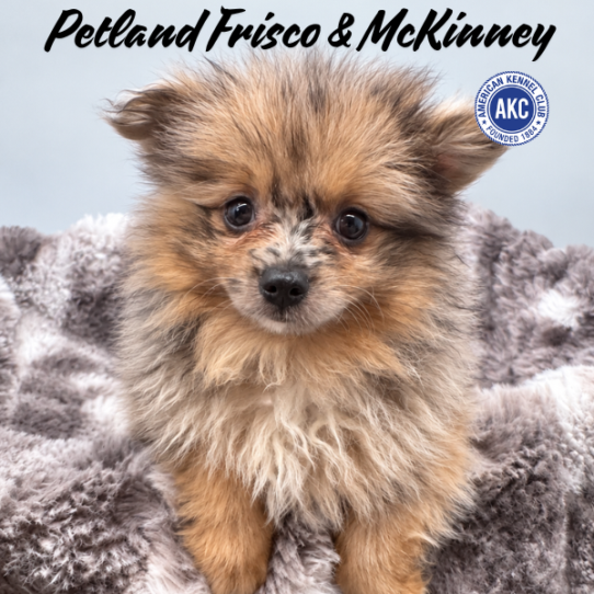 [#261886-01] Merle M Pomeranian Puppies for Sale