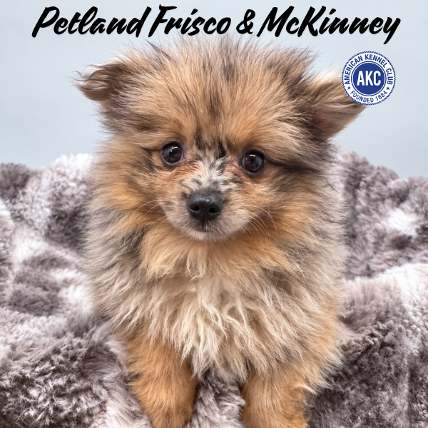 Pomeranian in Princeton, TX
