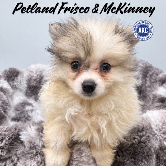 [#261886-04] Merle F Pomeranian Puppies for Sale