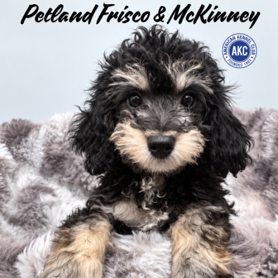 [#261896-05] Black / Tan F Poodle Mini Puppies for Sale