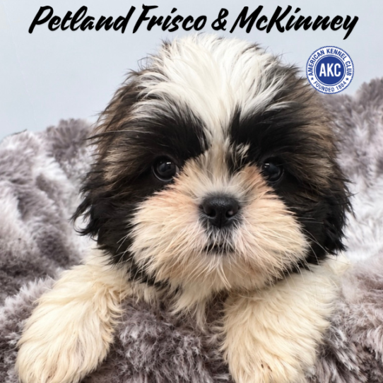 [#261920-02] Brindle / White M Shih Tzu Puppies for Sale