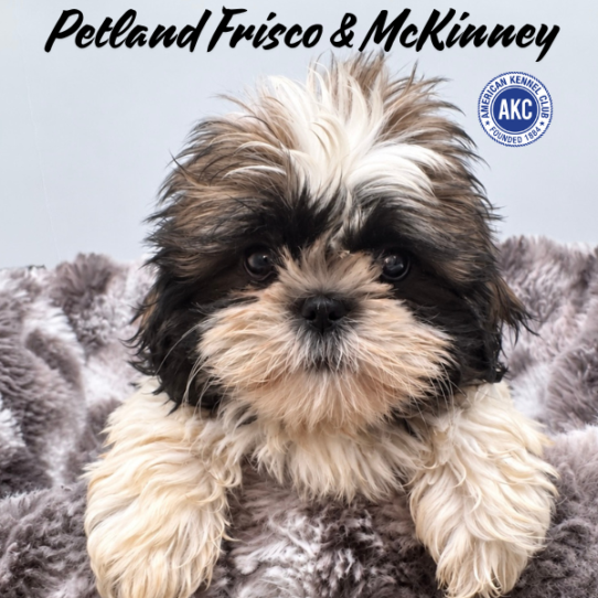 [#261920-05] Brindle / White F Shih Tzu Puppies for Sale