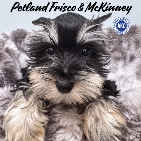 [#262234-04] Black / Silver F Miniature Schnauzer Puppies for Sale