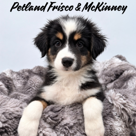 [#N08531] Black White and Tan M Australian Shepherd Puppies for Sale