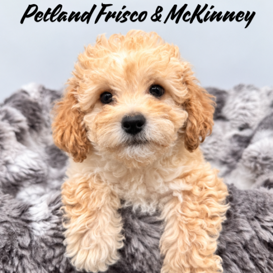 [#N09367] Cream F Bichon Poo Puppies for Sale