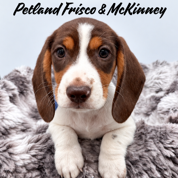 Miniature Dachshund in Dallas, TX