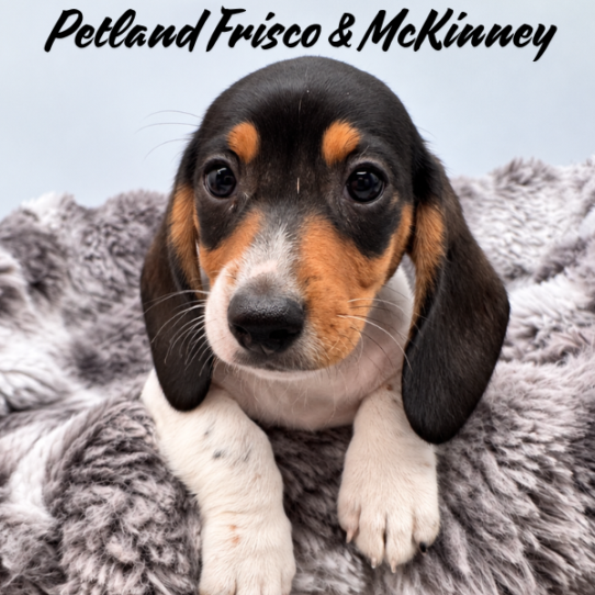 [#N08788] Black and Tan F Dachshund Puppies for Sale