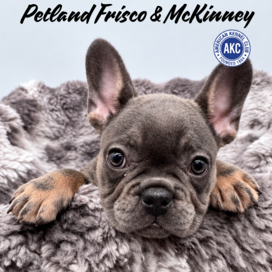 [#N10827] Blue and Tan F French Bulldog Puppies for Sale
