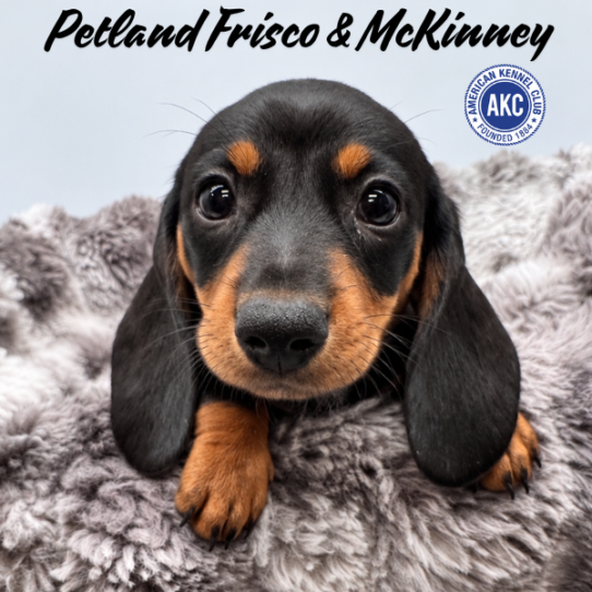 [#N08797] Black and Tan F Dachshund Puppies for Sale