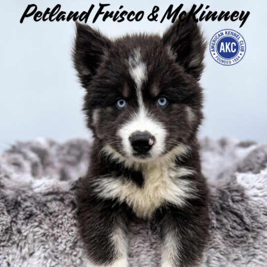[#N08808] Black Grey and White M Siberian Husky Puppies for Sale