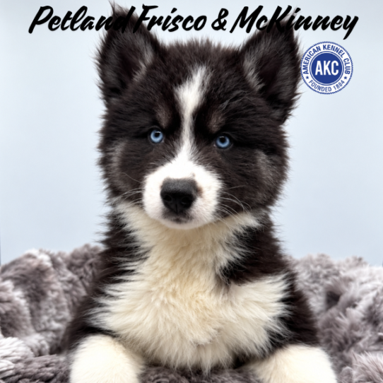 [#N08807] Black Grey and White M Siberian Husky Puppies for Sale