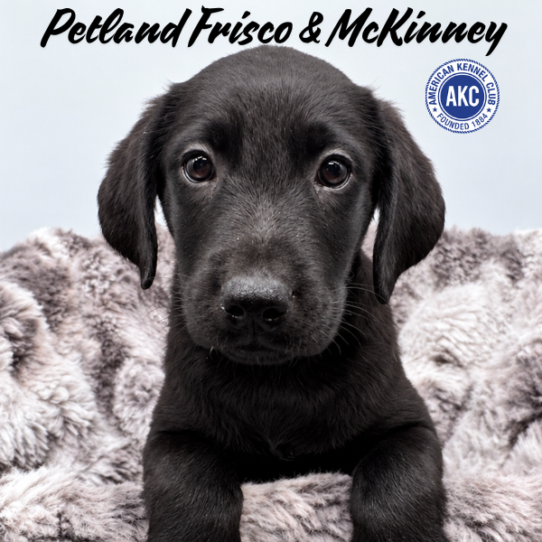 [#N08741] Black M Labrador Retriever Puppies for Sale