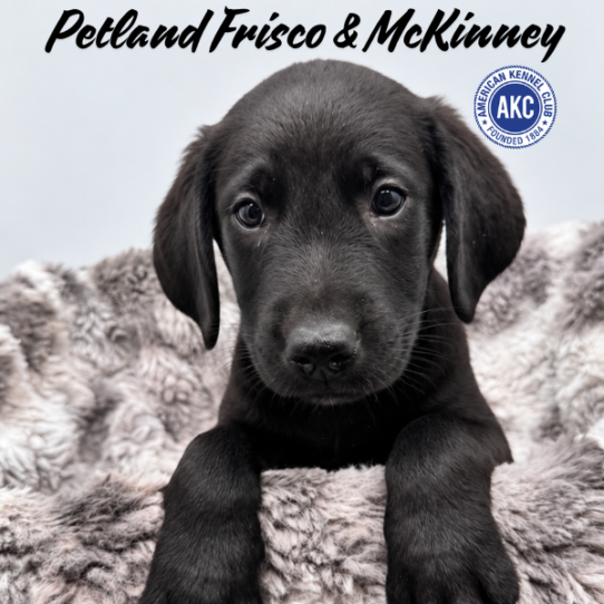 [#N08739] Black M Labrador Retriever Puppies for Sale