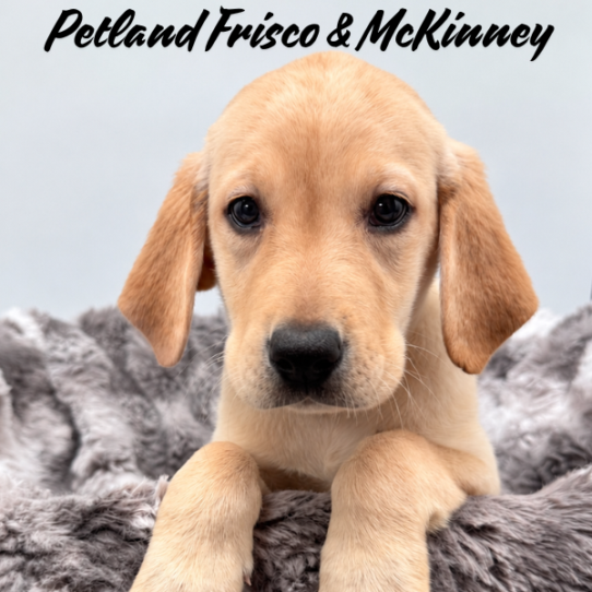 [#N08733] Yellow F Labrador Retriever Puppies for Sale