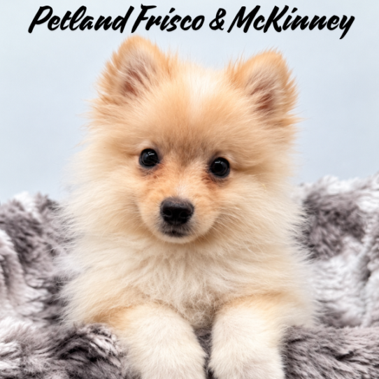 [#N09529] Cream M Pomeranian Puppies for Sale