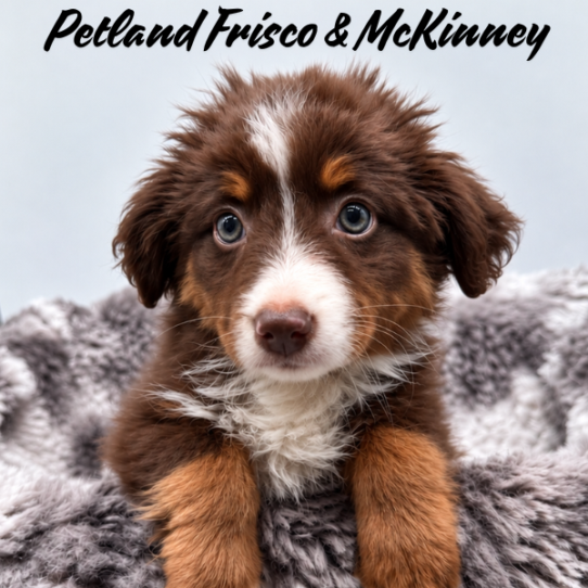 [#N08799] Red and Tan F Toy Australian Shepherd Puppies for Sale