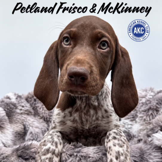 [#2619-06] Liver Roan F German Shorthaired Pointer Puppies for Sale