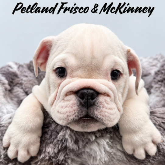 [#26394-02] M Bulldog Puppies for Sale