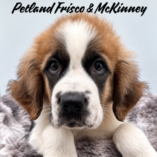 [#26398-02] F Saint Bernard Puppies for Sale