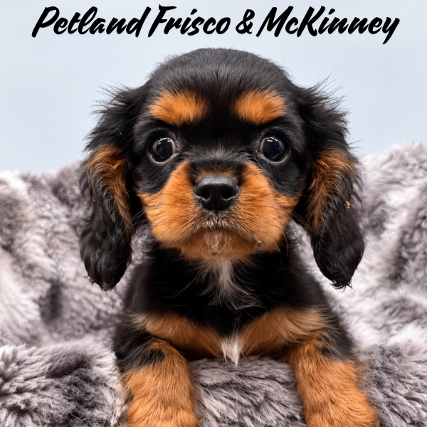 Cavalier King Charles Spaniel in Dallas, TX