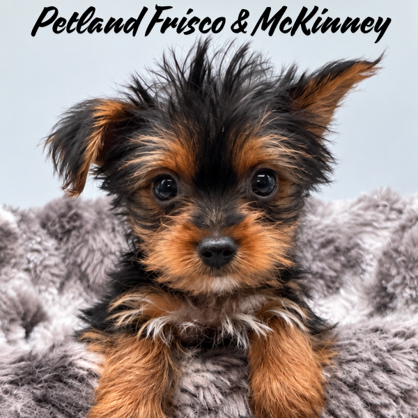 Yorkshire Terrier in Aubrey, TX