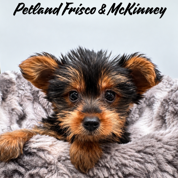 Yorkshire Terrier in Princeton, TX