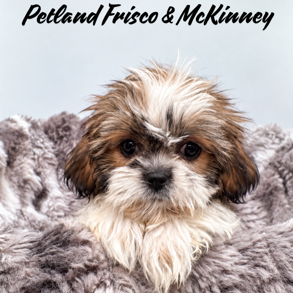 Shih Tzu in Dallas, TX