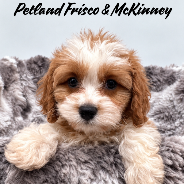 Cavapoo in Dallas, TX