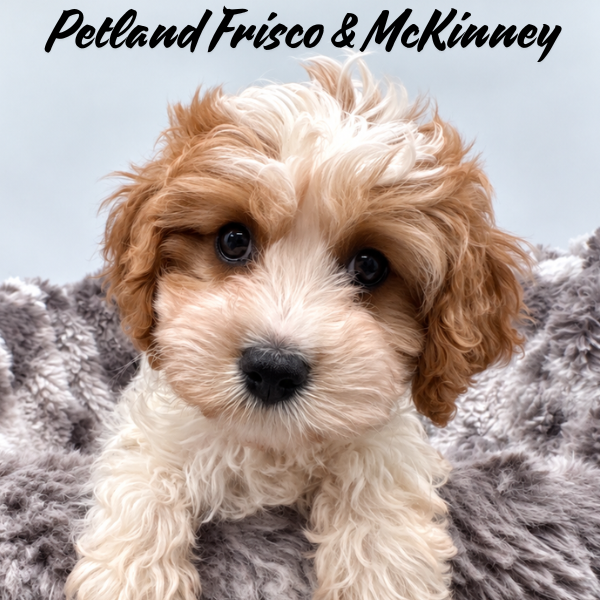Cavapoo in Dallas, TX