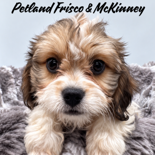 [#26139-09] Sable / White F Cavachon Puppies for Sale