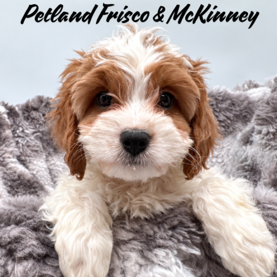 [#26141-06] Red / White F Cavapoo Puppies for Sale