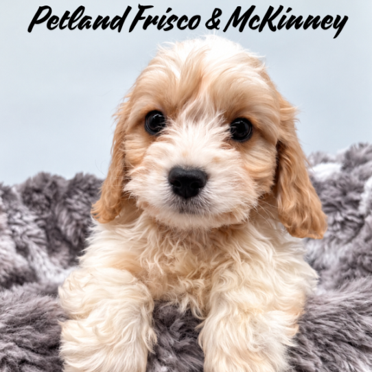 [#26139-04] Red / White M Cavachon Puppies for Sale