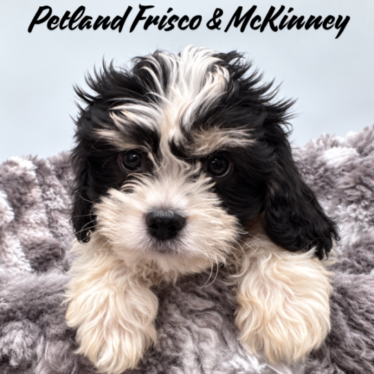 [#26139-01] Black White / Tan M Cavachon Puppies for Sale