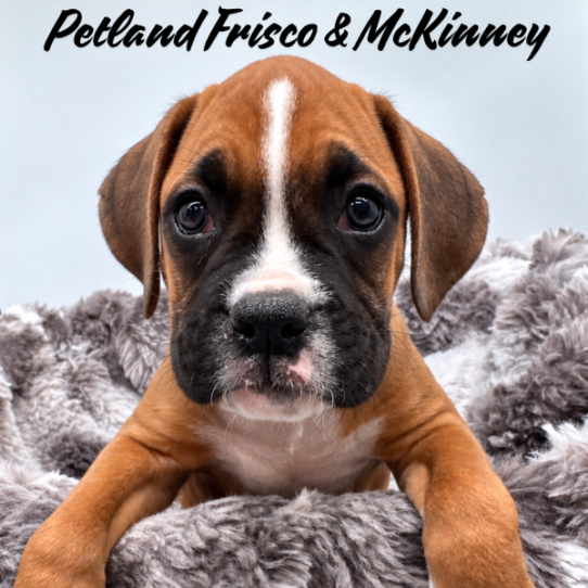 [#2627-03] Fawn M Boxer Puppies for Sale