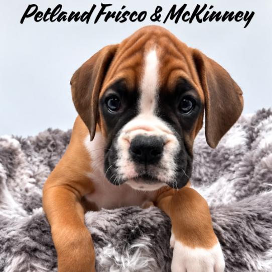 [#2627-05] Fawn F Boxer Puppies for Sale