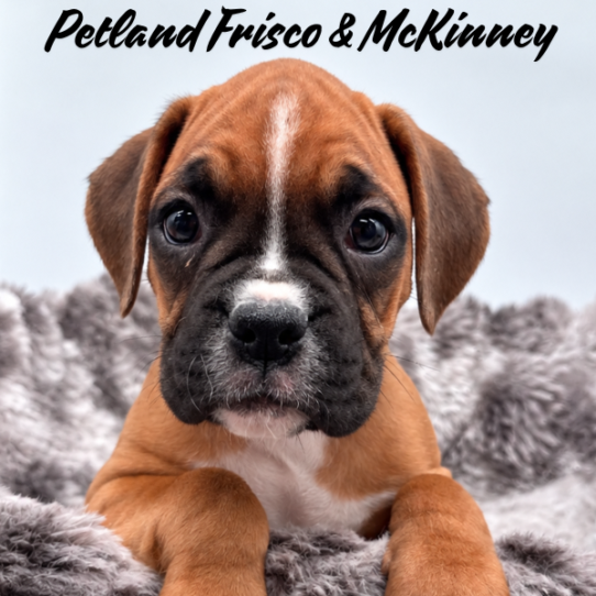 [#2627-07] Fawn F Boxer Puppies for Sale