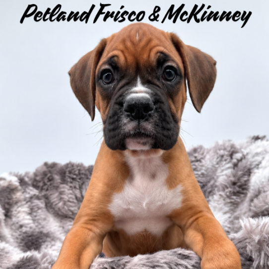 [#2627-04] Fawn M Boxer Puppies for Sale