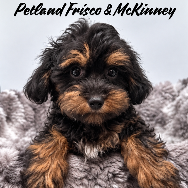 Maltipoo in Dallas, TX